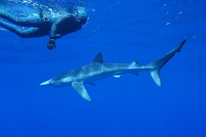Geführtes Schwimmerlebnis mit Haien in Portugal