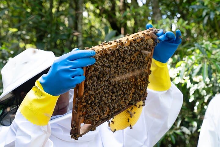 Magische Welt der Imkerei – Bee Love Farm Experience