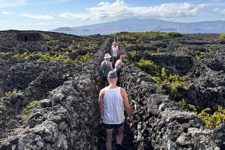 Pico Island Weinkultur - Private Tour (+ optionale Weinprobe)