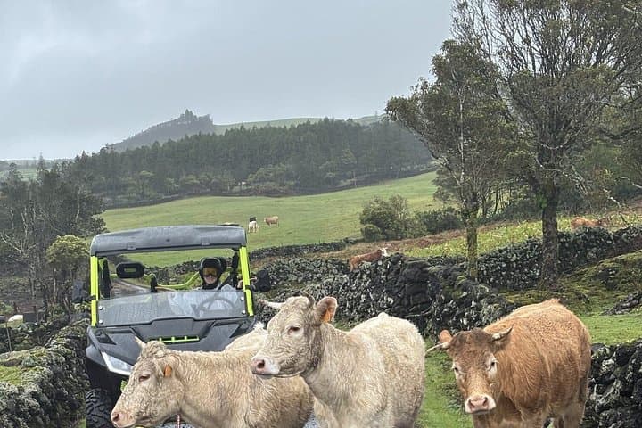 Buggy-Tour zu den glücklichen Kühen