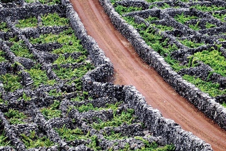 Pico-Weinrouten-Tour – UNESCO-Weinlandschaftserlebnis